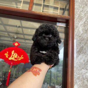 Cục Bông Poodle Đen May Mắn Nằm Gọn Trong Lòng Bàn Tay [ID 6013]