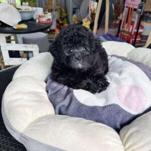 Cục Than Poodle Đen Nhỏ Ấm Áp trên Ngai Vàng Bông [ID 6004]