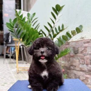 Cậu Bé Poodle Đen Đeo Huy Hiệu Trắng và Nụ Cười Tươi Rói [ID 6022]
