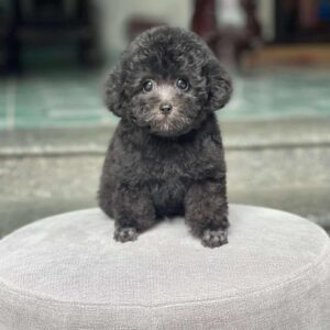 Nút Bấm Hạnh Phúc Poodle Màu Đen [ID 6005]