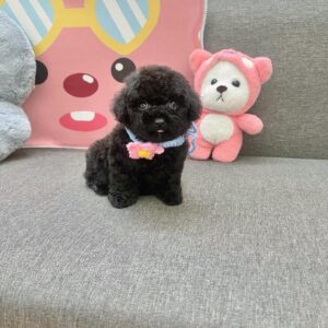 Nàng Công Chúa Poodle Đen Kẹo Ngọt với Chiếc Lưỡi Tinh Nghịch [ID 6015]