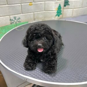 Chú Gấu Teddy Poodle Đen Tí Hon và Nụ Cười Tỏa Nắng [ID 6023]