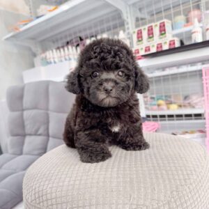 Hoàng Tử Poodle Đen Tí Hon với Chiếc Huy Hiệu Trắng [ID 6009]