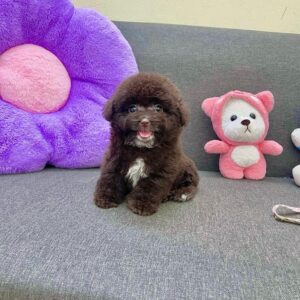 Viên Socola Poodle Đen Biết Cười với Trái Tim Trắng [ID 6016]