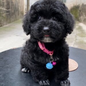Nàng Búp Bê Poodle Đen Chiếc Cằm Trắng Duyên Dáng [ID 6024]