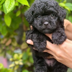 Viên Ngọc Poodle Đen Giữa Vườn Xanh [ID 6010]