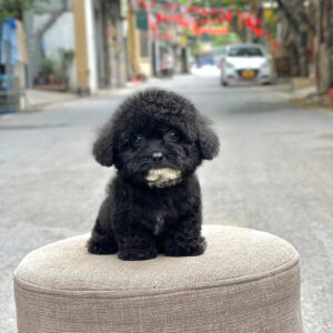 Cậu Nhóc Poodle Đen Sành Điệu và Vệt Sữa Ngọt Ngào [ID 6011]