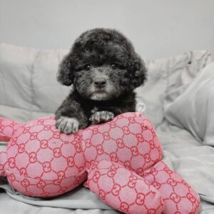 Tiểu Boss Poodle Đen Sang Chảnh với Bốn Bàn Chân Đi Tất [ID 6018]