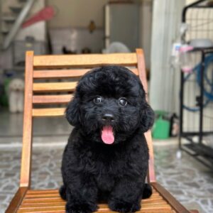 Hoàng Tử Poodle Đen Đầu Nấm Với Nụ Cười Tỏa Nắng [ID 6008]