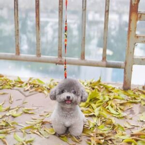 Chàng Lãng Tử Poodle Xám Mùa Thu và Nụ Cười Tỏa Nắng [ID 4014]