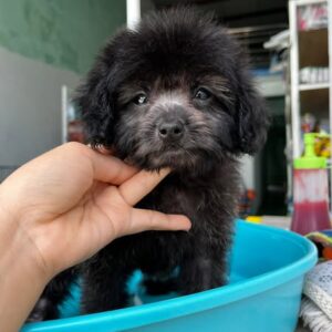 Búp Bê Poodle Xám Bạc và Bông Hoa Nhỏ [ID 4027]
