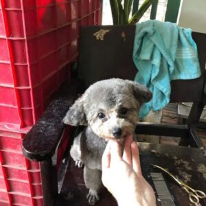 Búp Bê Gấu Poodle Xám Siêu Thực và Bông Hoa Nhỏ [ID 4029]