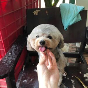 Hoàng Tử Gấu Poodle Xám và Đôi Tai Mickey [ID 4030]
