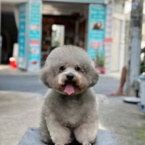 Cục Bông Poodle Tròn Xoe và Nụ Cười Tỏa Nắng [ID 4011]