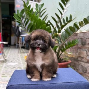 Bánh Ú Poodle Xám Socola và Chiếc Yếm Trắng Tinh Khôi [ID 4012]