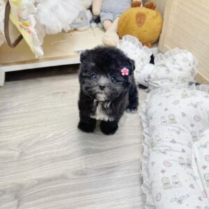 Công Chúa Nhung Poodle Xám và Bông Hoa Nhỏ [ID 4022]