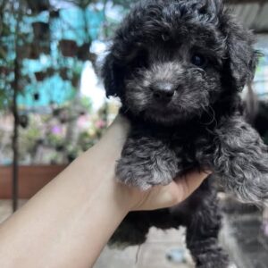 Viên Ngọc Poodle Xám trong Lòng Bàn Tay [ID 4015]