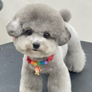 Hoàng Tử Poodle Xám Bạc và Vòng Cổ Cầu Vồng [ID 4013]