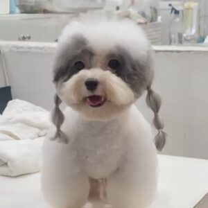 Tiểu Thư Poodle Xám Sành Điệu và Bím Tóc Bong Bóng [ID 4016]
