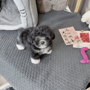 Chú Gấu Bông Poodle Xám Đi Tất Trắng [ID 4024]