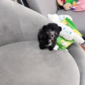 Hạt Đậu Poodle Xám Tí Hon và Chiếc Yếm Trắng [ID 4023]