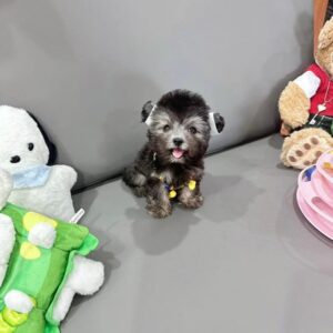 Nàng Búp Bê Poodle Xám Tí Hon và Đôi Nơ Trắng [ID 4020]