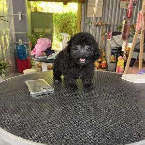 Viên Than Poodle Xám Lanh Lợi và Nụ Cười Tỏa Nắng [ID 4021]