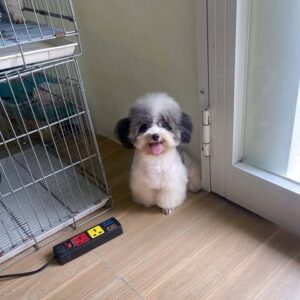 Chú Gấu Poodle Xám Bỏ Túi và Đôi Tai Mickey [ID 4025]