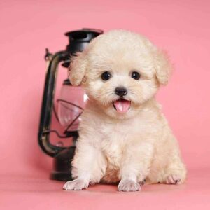 poodle kem