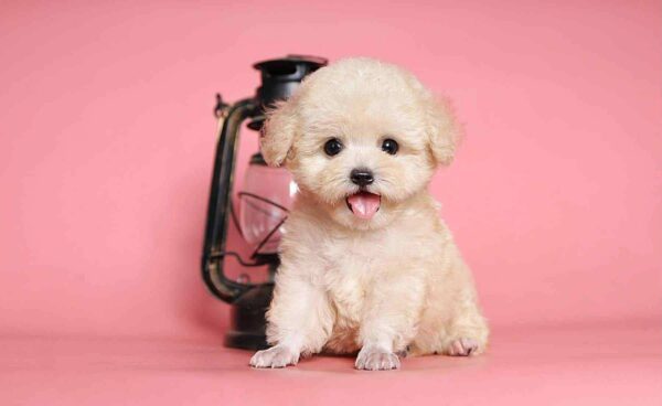 poodle kem