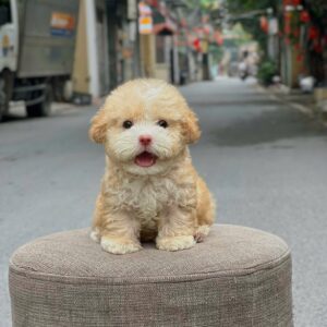 Poodle Kem Viên Kẹo Sữa Dâu và Chiếc Mũi Hồng Đáng Yêu [ID 3008]