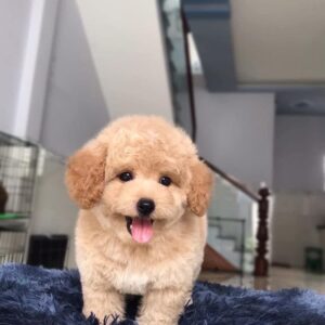 poodle kem