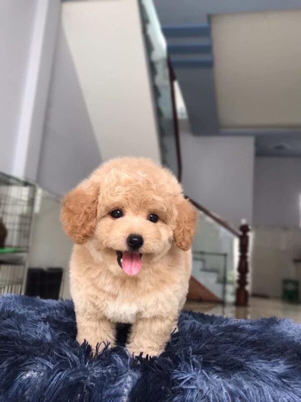 poodle kem