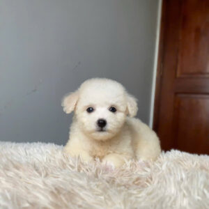 Poodle