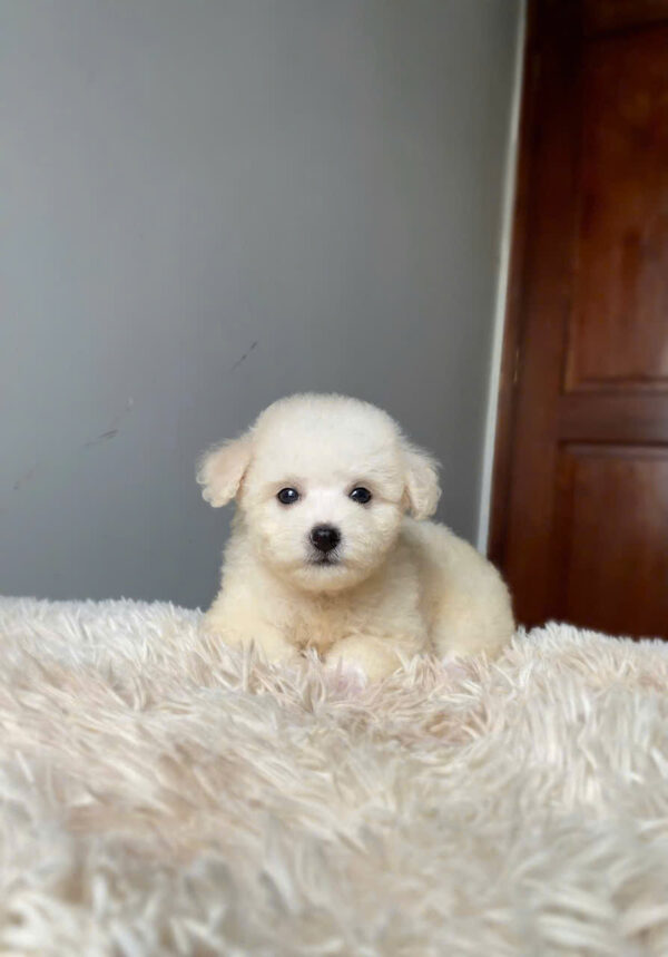 Poodle