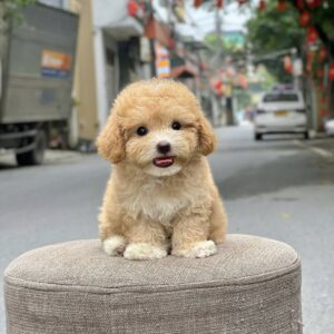 poodle kem