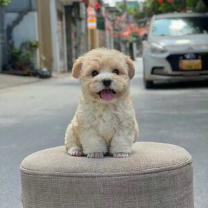 poodle