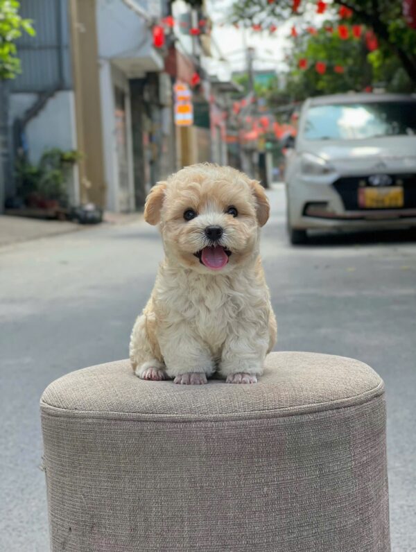 poodle