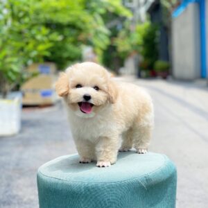 Poodle kem