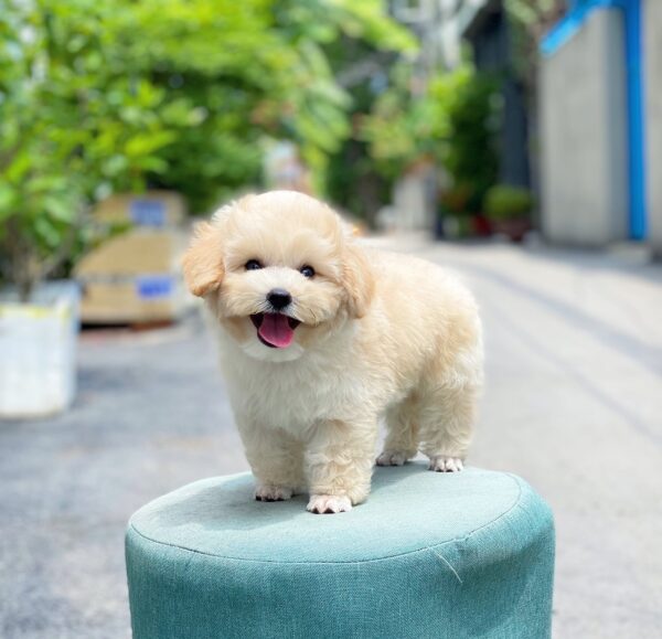 Poodle kem