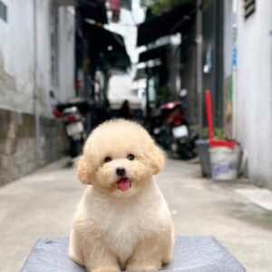 poodle kem