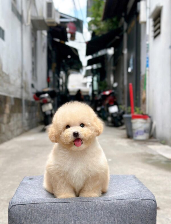 poodle kem