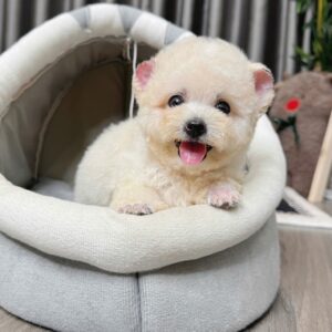 Poodle kem