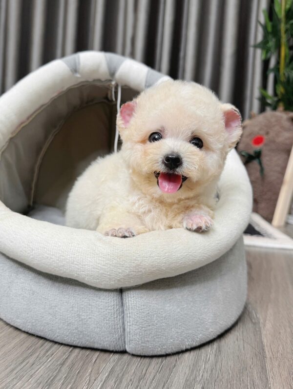Poodle kem