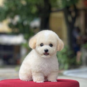 Poodle kem