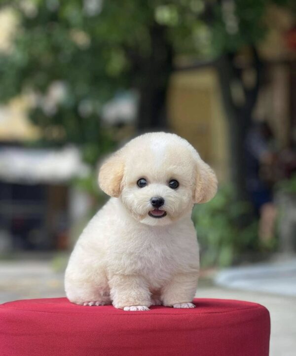 Poodle kem