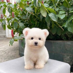poodle kem