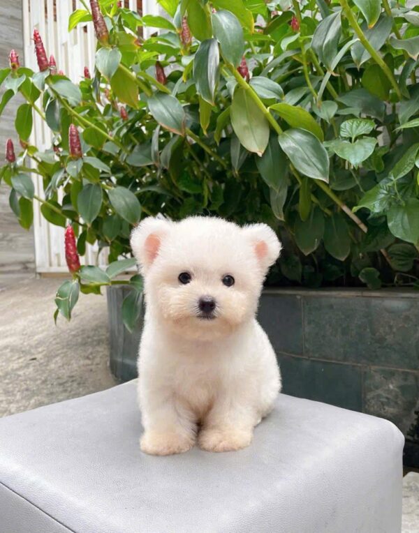 poodle kem