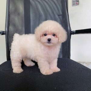 Poodle Bông Gòn Kem Hồng và Kiểu Tóc Afro Sành Điệu [ID 3015]