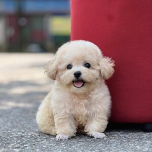 Poodle kem